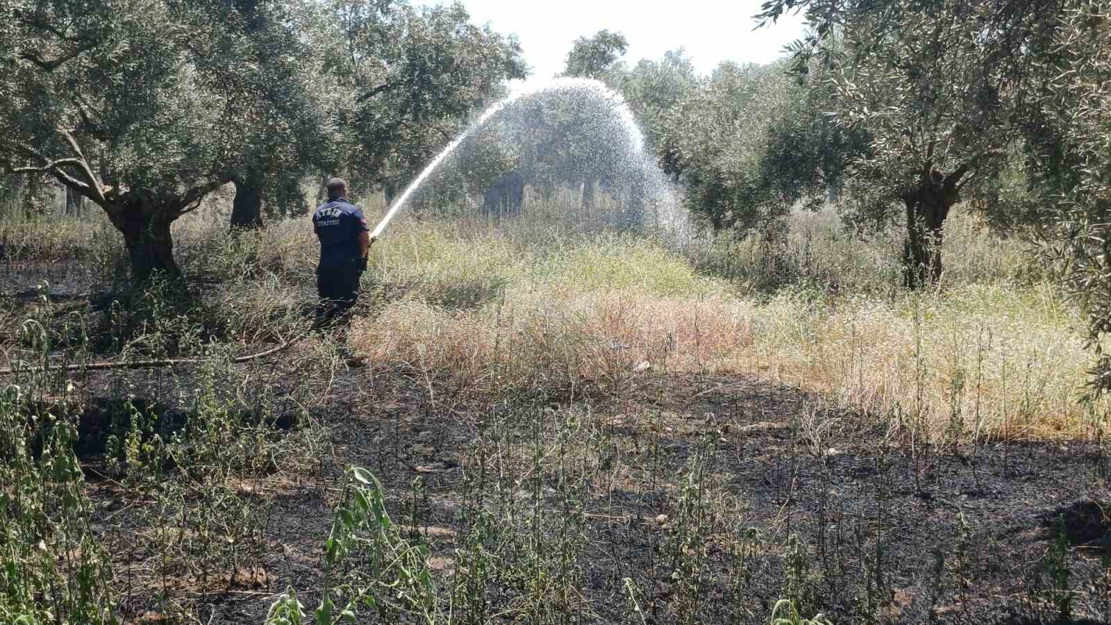 Ot bi&ccedil;erken zeytinliği yaktı