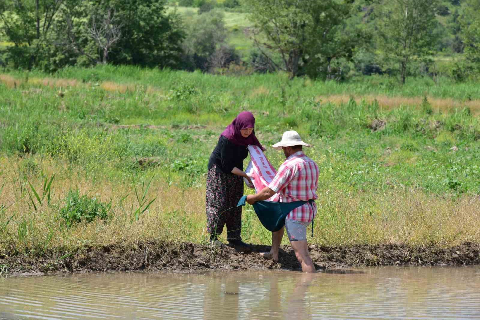 Şeker hastalarının b&uuml;y&uuml;k ilgi g&ouml;sterdiği sarıkıl&ccedil;ık &ccedil;eltiğinin ekimine başlandı