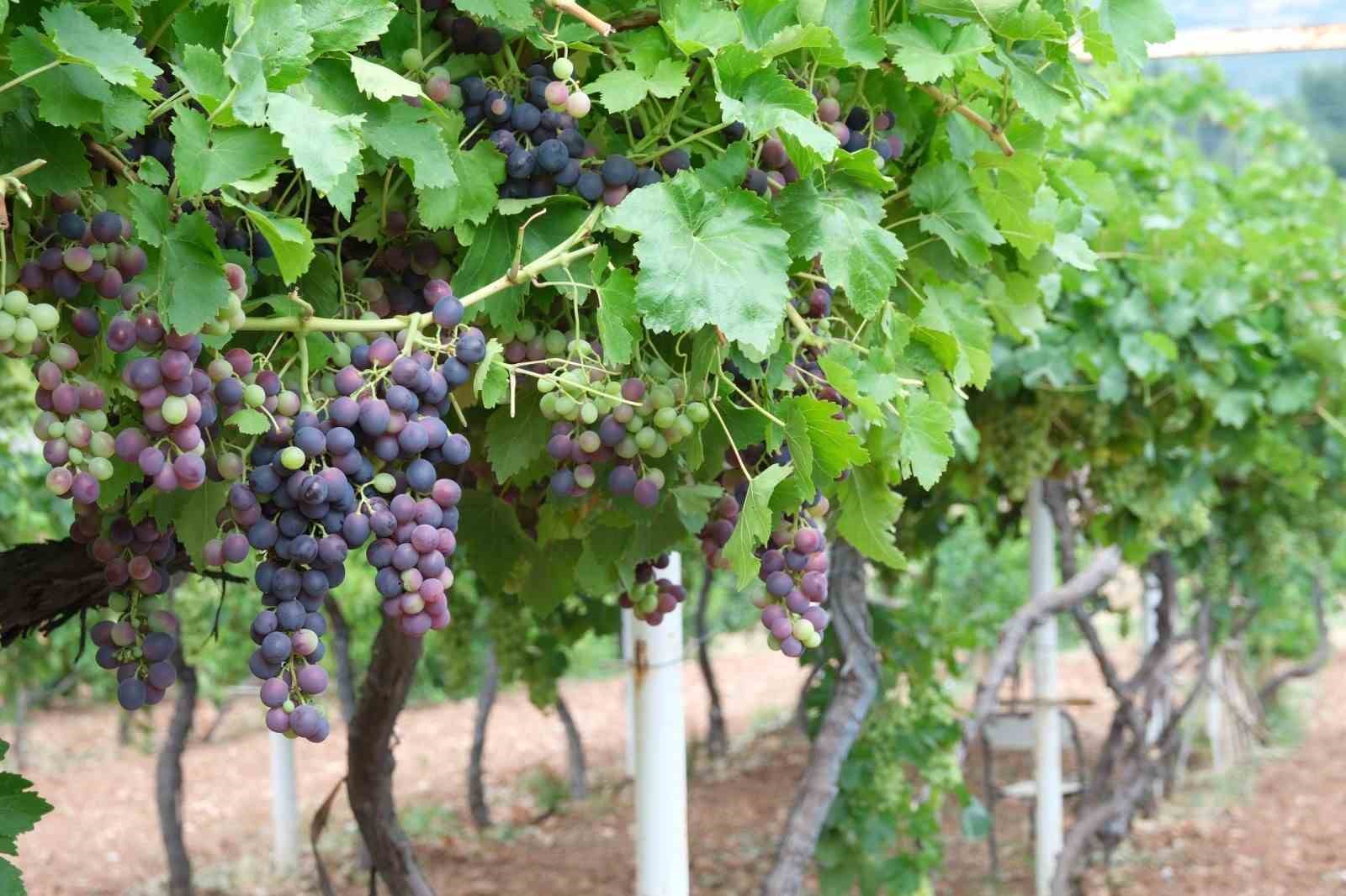 TOGÜ bağlarında sezonun ilk üzüm hasadı yapıldı