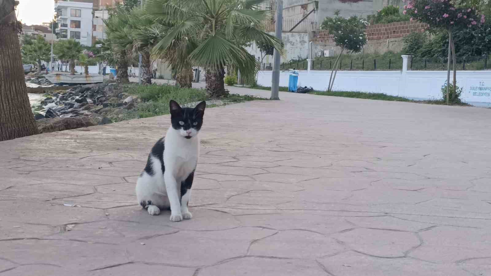 Tekirdağ sahili sıcak havada sessizliğe büründü: Sahilin yeni sahipleri kediler oldu