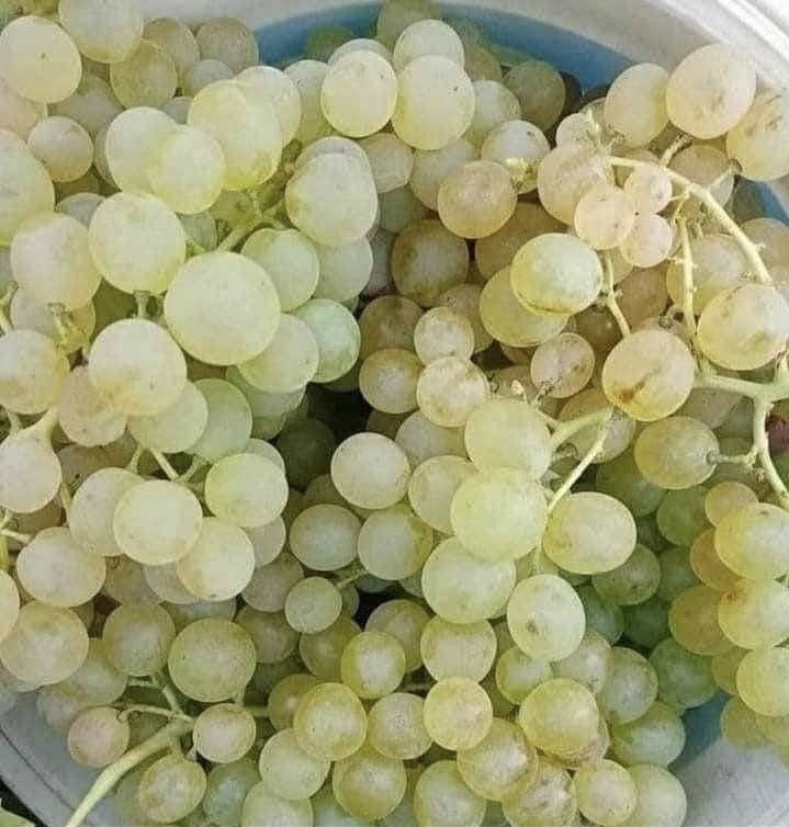 Çüngüş’te üzüm hasadı