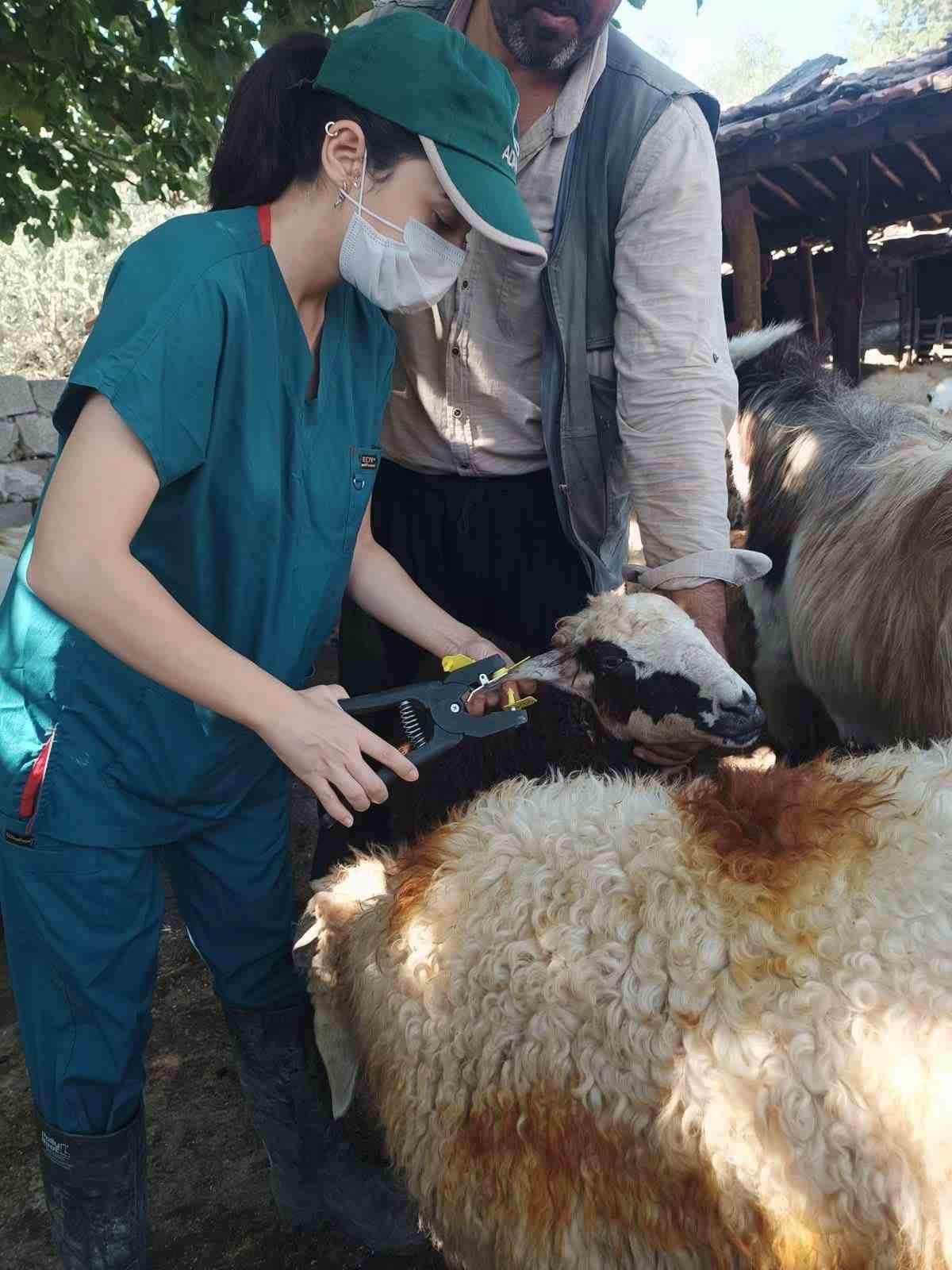 Hatay’da hayvan sağlığı için aşılama ve üretici eğitimleri sürüyor