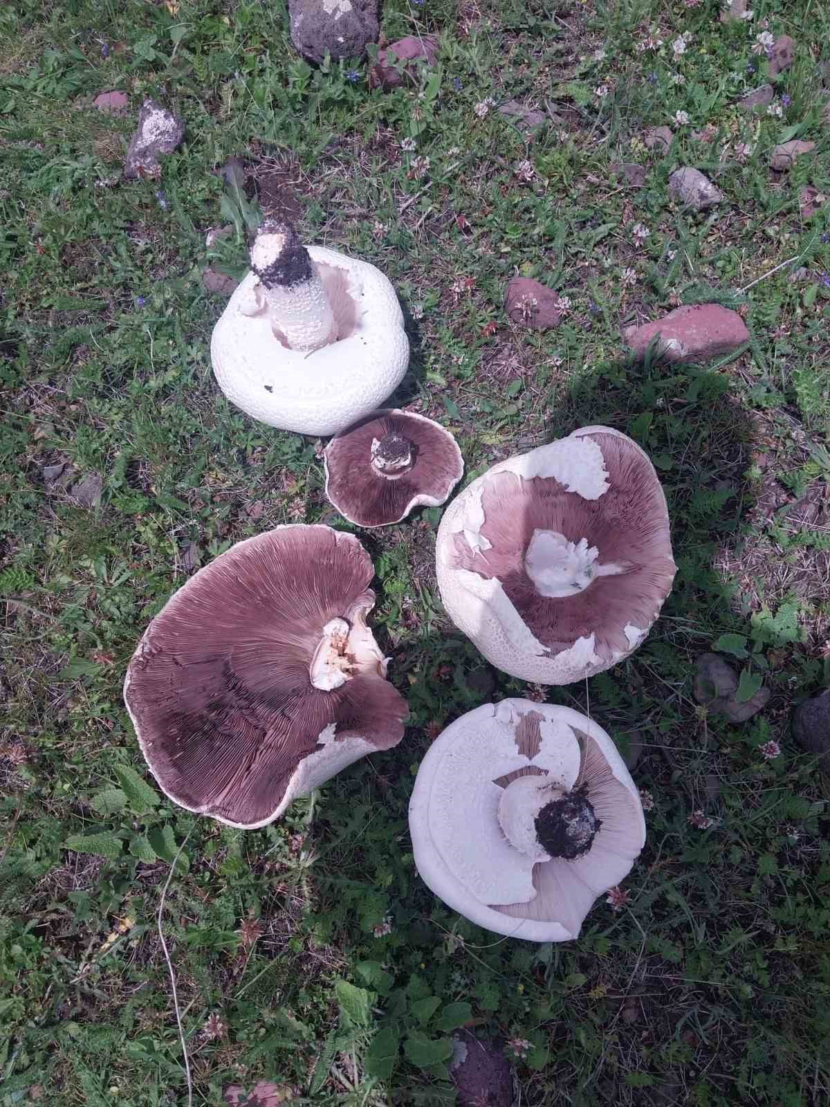 Yağmur sonrası meralar mantarla doldu