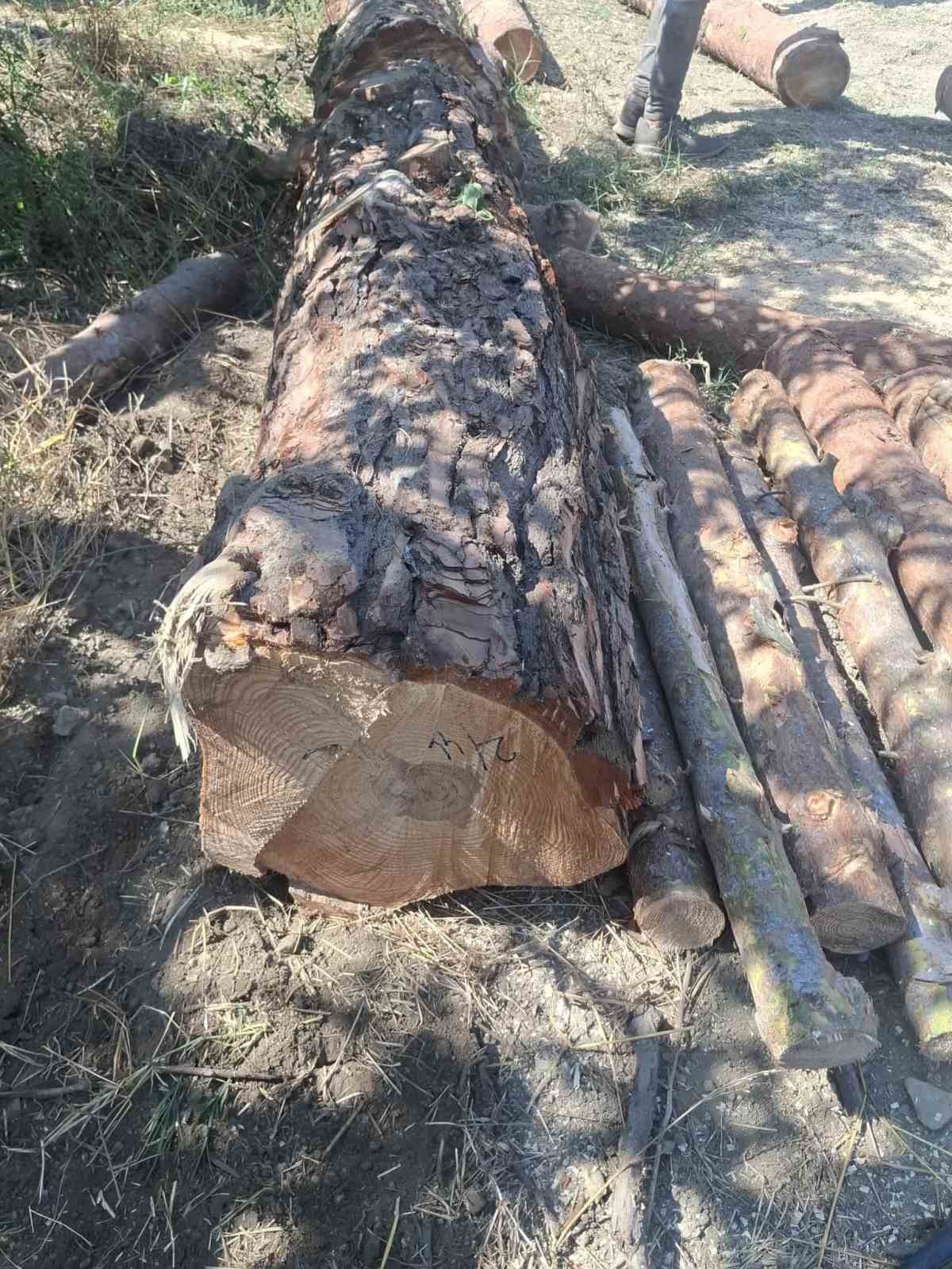 İskenderun’da kaçak ağaç kesimi yapanlara işlem yapıldı