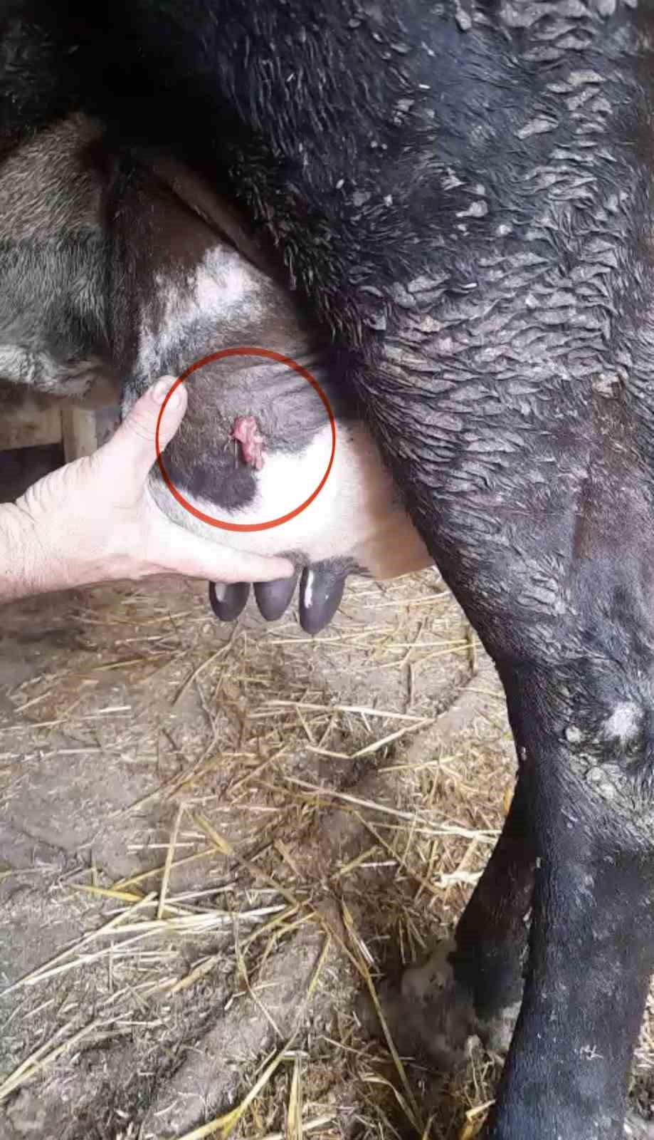Ayva dalı cinayetinde şaşırtan gelişme: Kurşun ineğin memesinde çıktı
