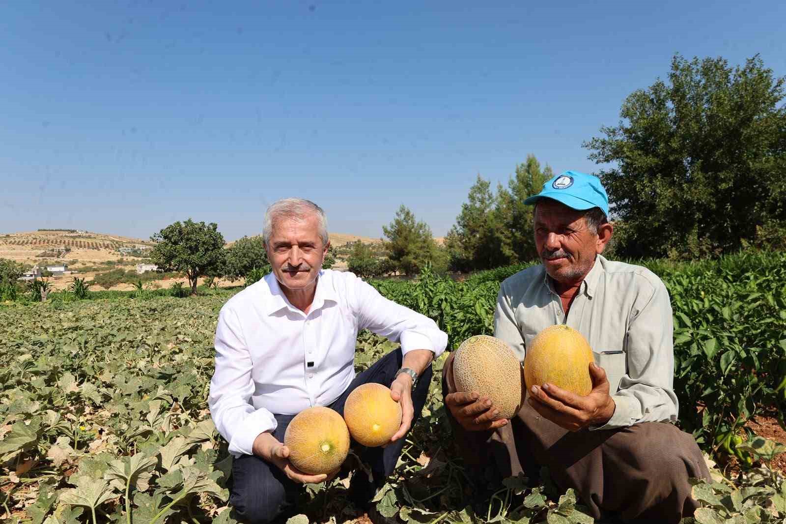 Şahinbey’den çiftçilere 53 milyon fide desteği