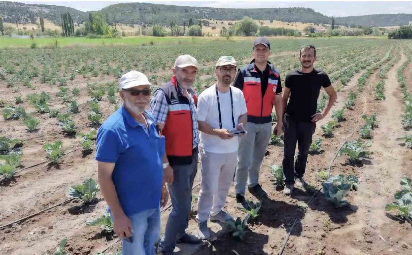 K&uuml;tahya&rsquo;da karnabahar ve &ccedil;&ouml;rekotu &uuml;retimi denetlendi