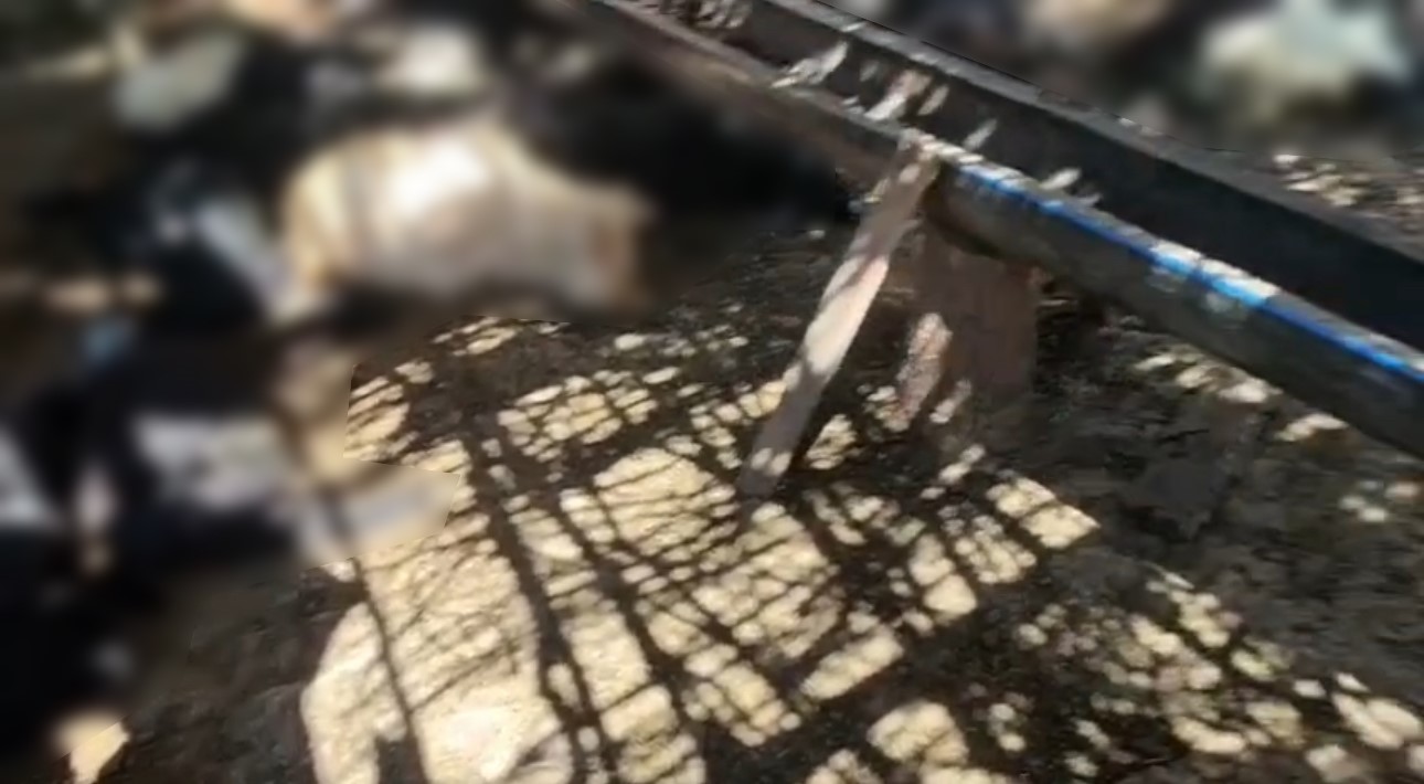 Ağıla giren başıboş köpekler 26 keçiyi telef etti