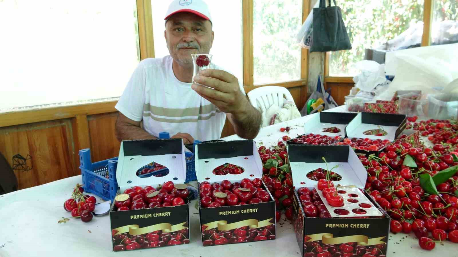 Çanakkale’de çay bardağına sığmayan Lapseki kirazında hasat başladı