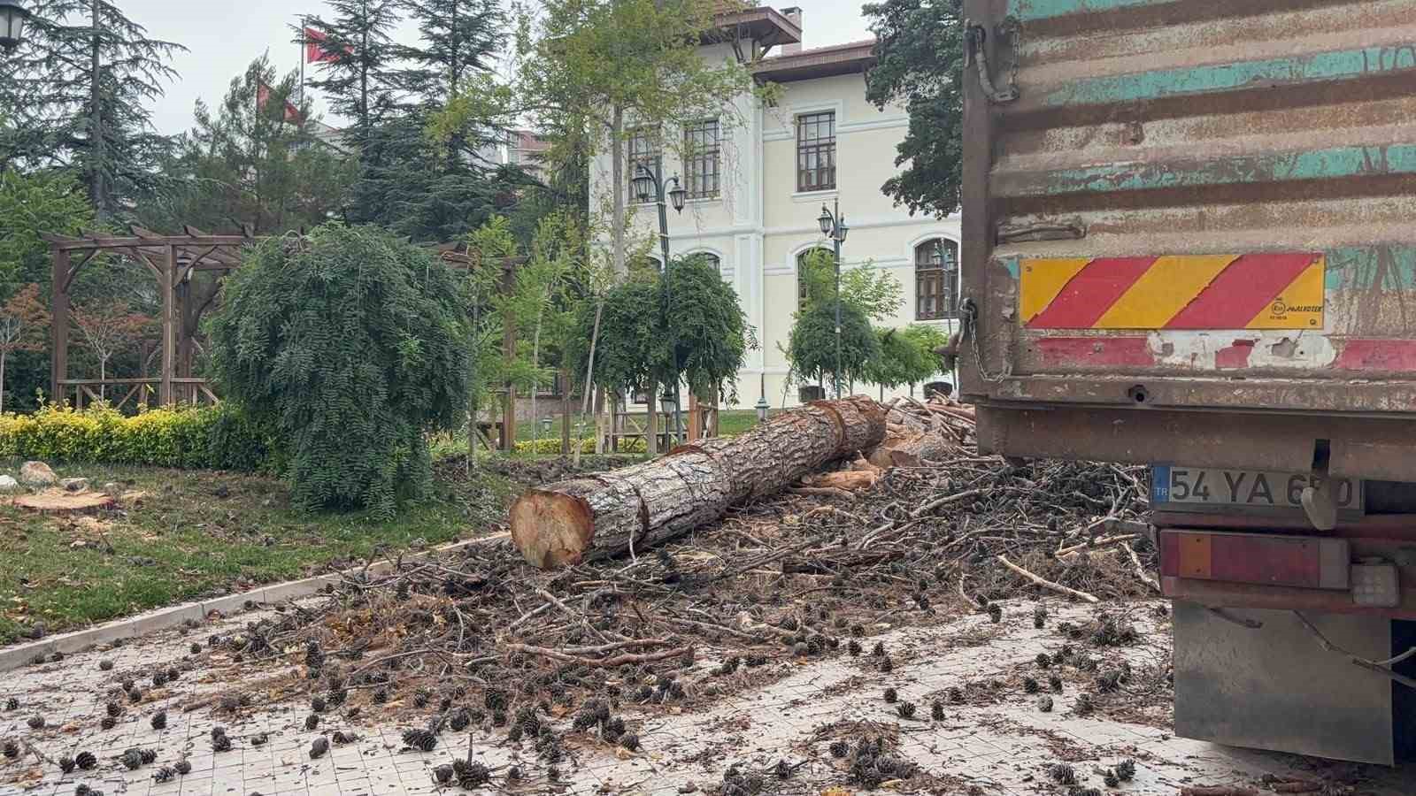 Bilecik Valiliği bahçesindeki dev çam ağaçları kesildi