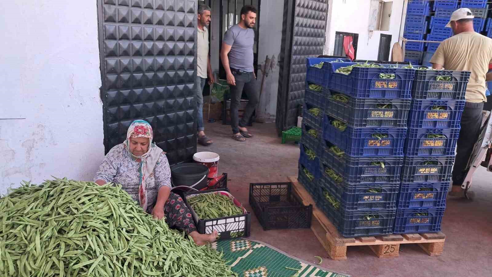 İznik’te Nazende fasulyesinde ilk hasat başladı, üretici fiyatlardan memnun