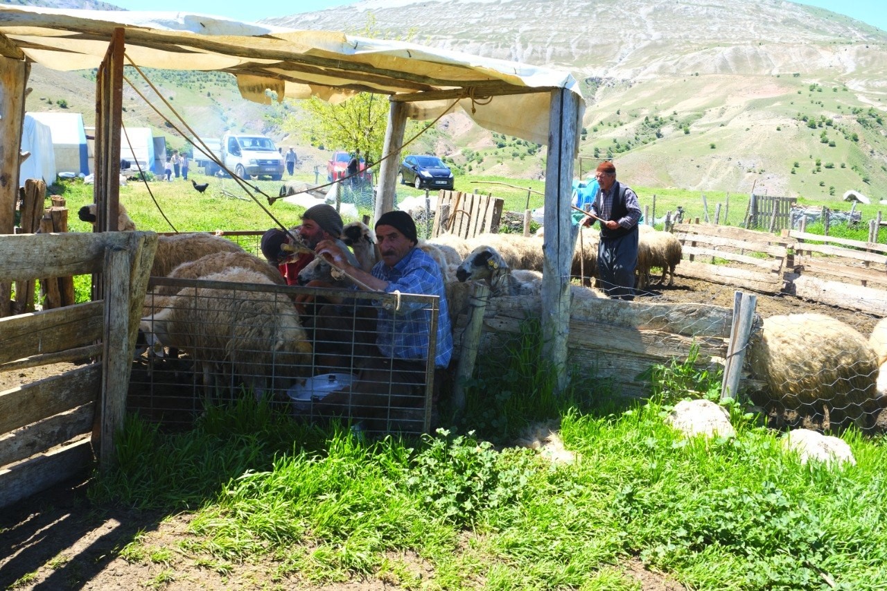 Şavakların yayla mücadelesi: Tulum peynirinin arkasındaki emek