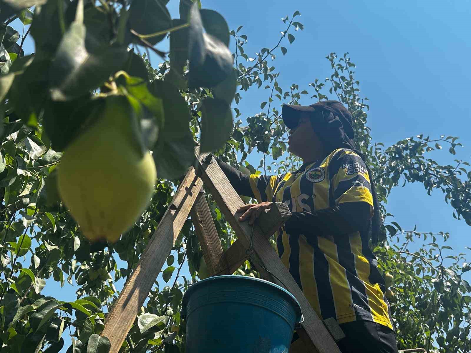 İtalyanların "zor" diyerek bıraktığı armutta Gürsu bu yıl rekora gidiyor