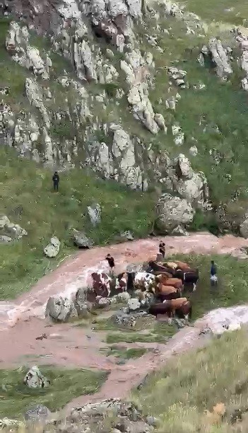 Kağızman’da sele kapılan 5 büyükbaş hayvan telef oldu