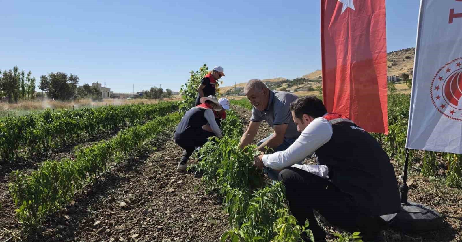 Şırnak’ta TAKE Projesi kapsamında sebze hasadı gerçekleştirildi