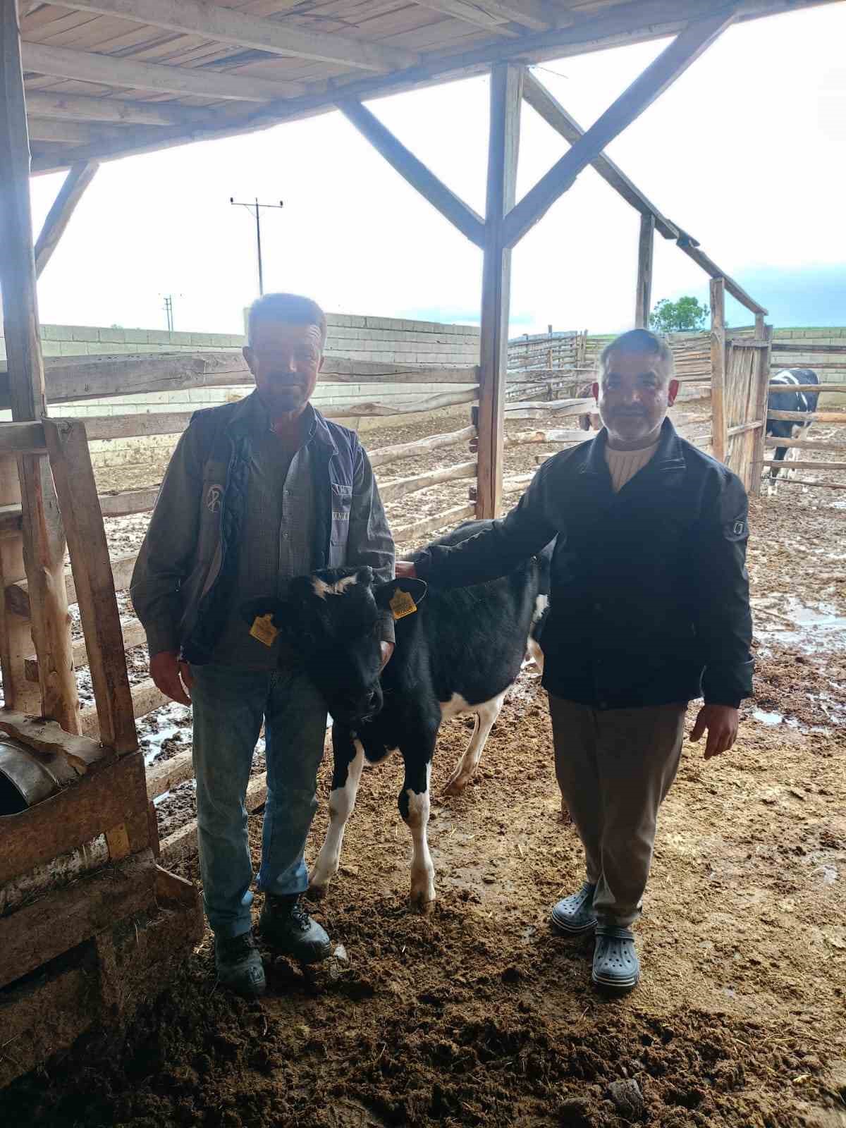 Bağışlanan buzağı ve kuzular Mert sağlığına kavuşması için desteğe dönüştü