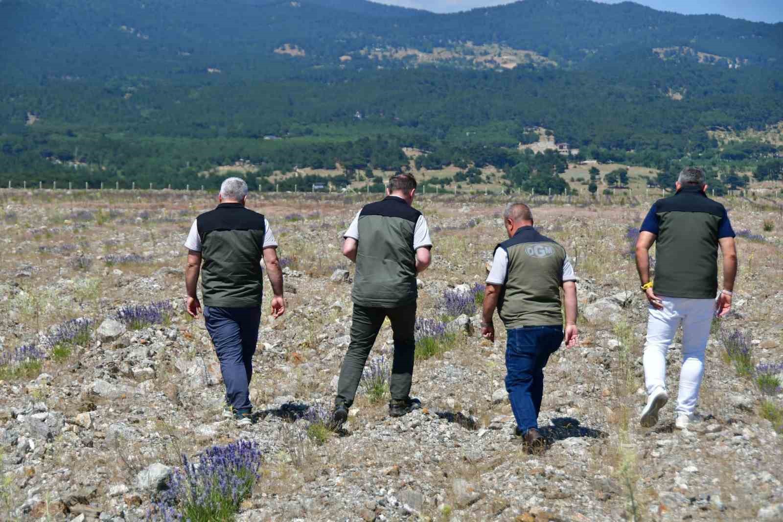 Edremit&rsquo;te eski maden sahası lavanta kokulu bal ormanına d&ouml;n&uuml;şt&uuml;