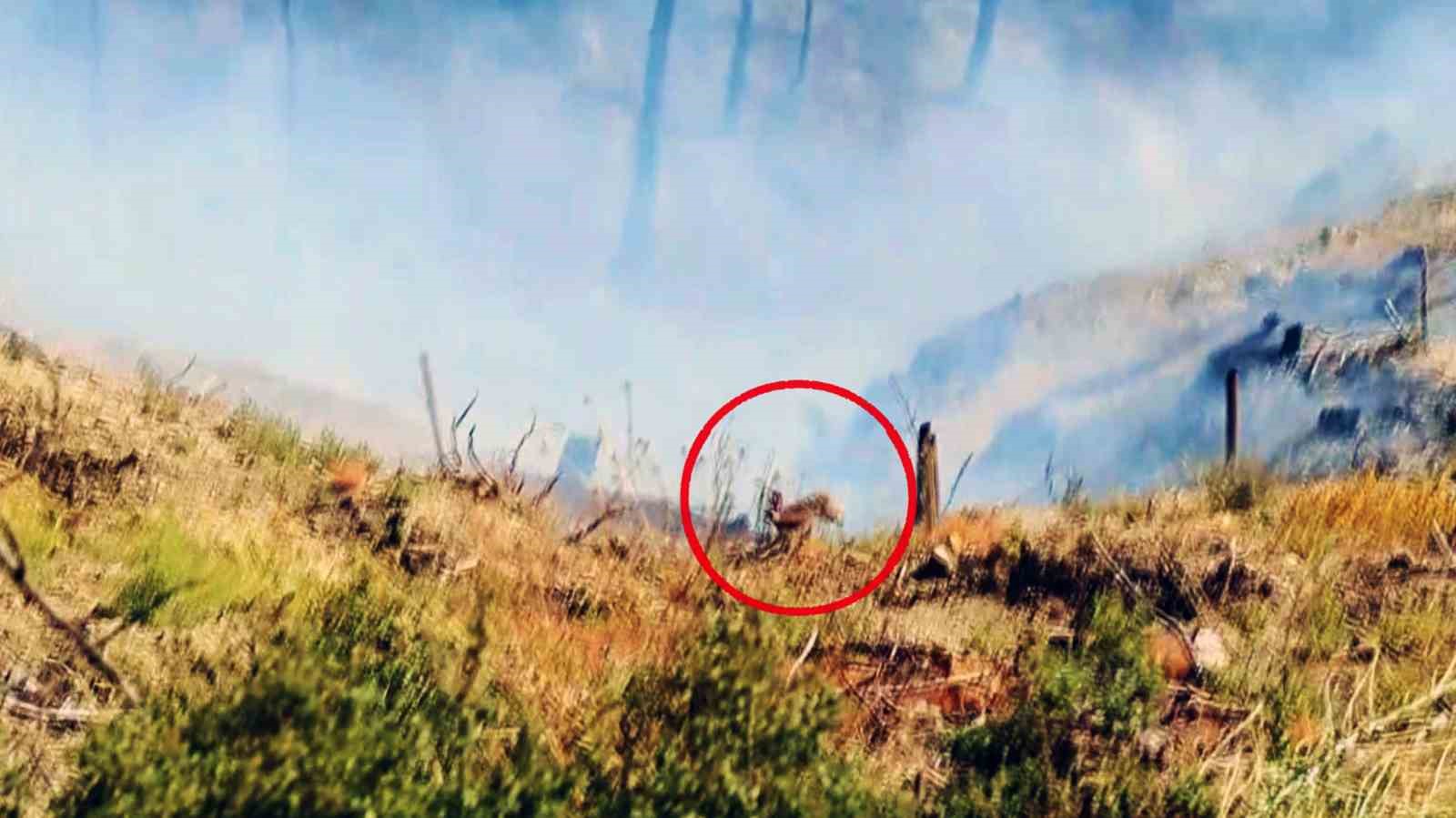 Yangınların sessiz tanıklarından yürek burkan görüntüler