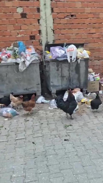 2 haftadır alınmayan çöpler tepki çekti
