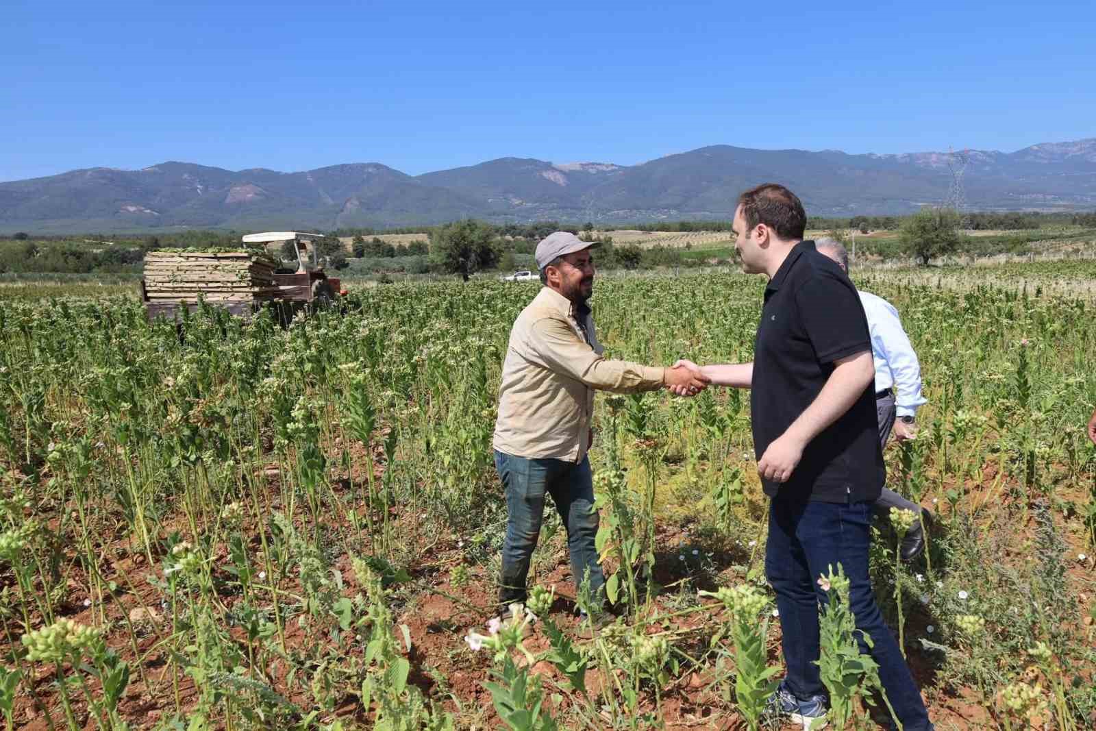 Karacasu Kaymakamı Battal t&uuml;t&uuml;n &uuml;reticileriyle hasat mesaisine katıldı