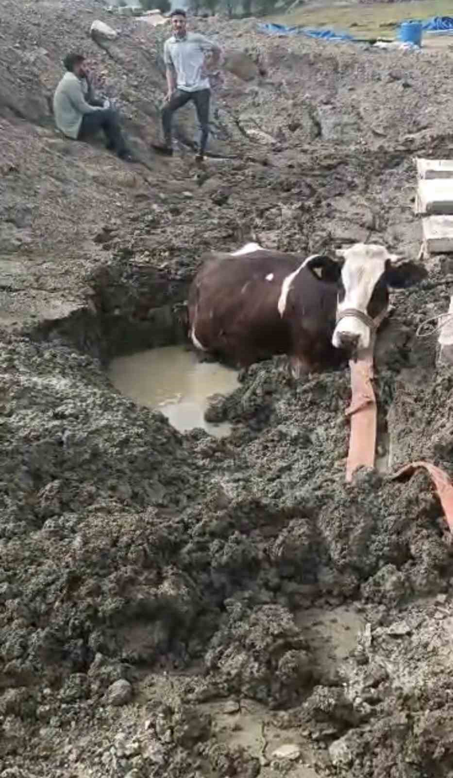 Bataklıkta mahsur kalan inek iş makinesiyle kurtarıldı