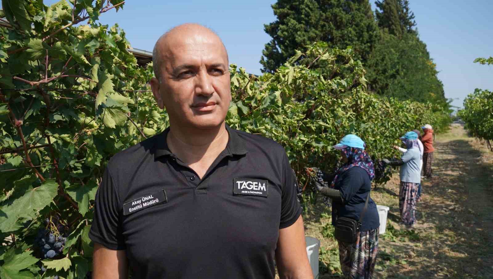 Manisa’da yaş üzüm hasadı başladı