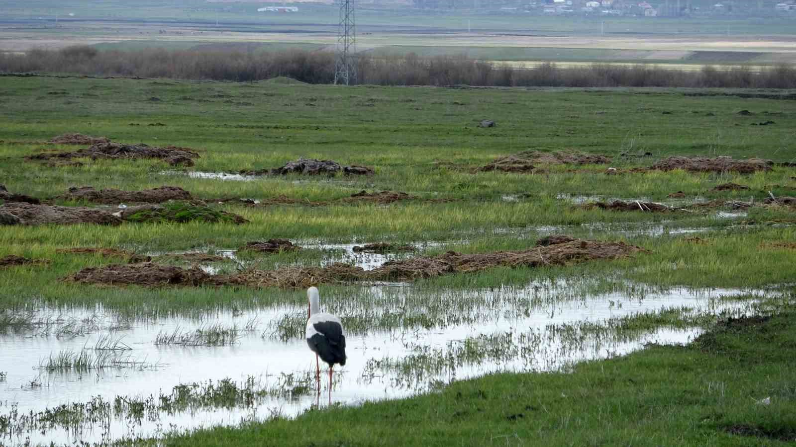Arazide tek başına beslenen leylek görüntülendi