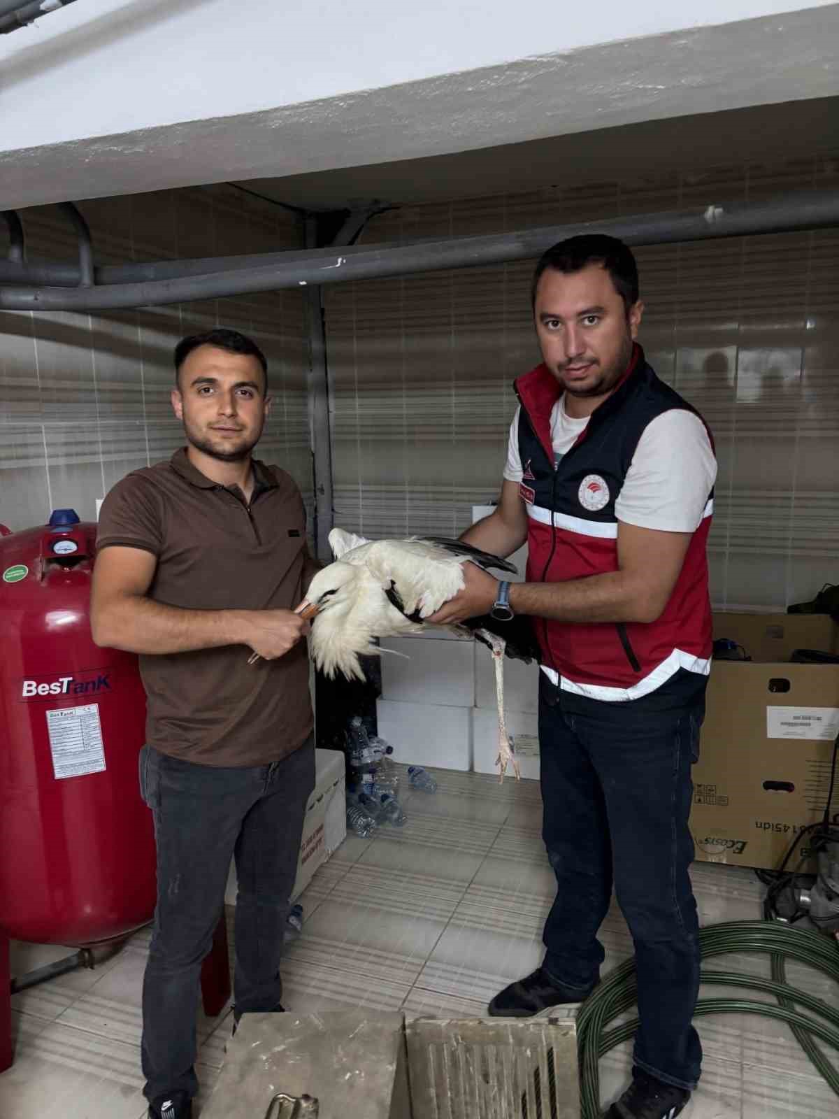 Yaralı halde bulunan leylek, koruma altına alındı