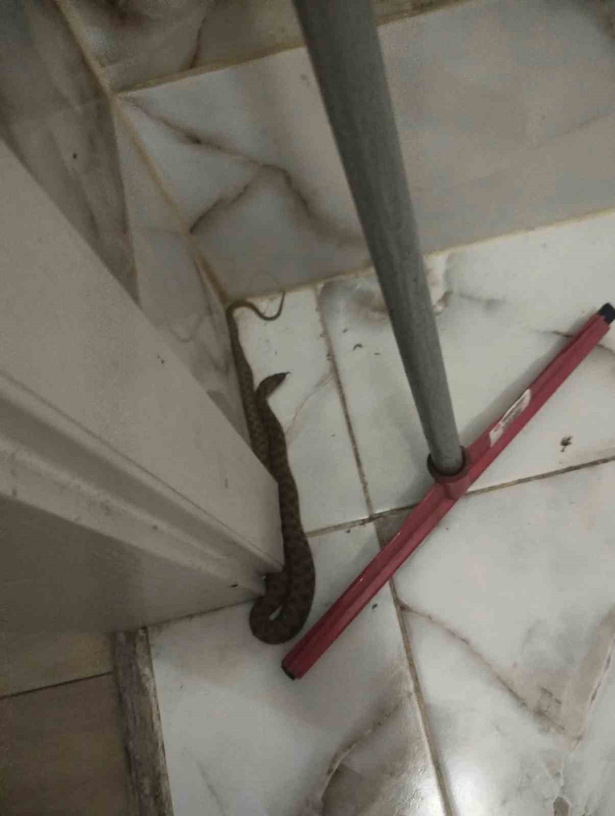 İskenderun ve Yayladağı’nda yerleşim yerlerine giren yılanlar yakalandı