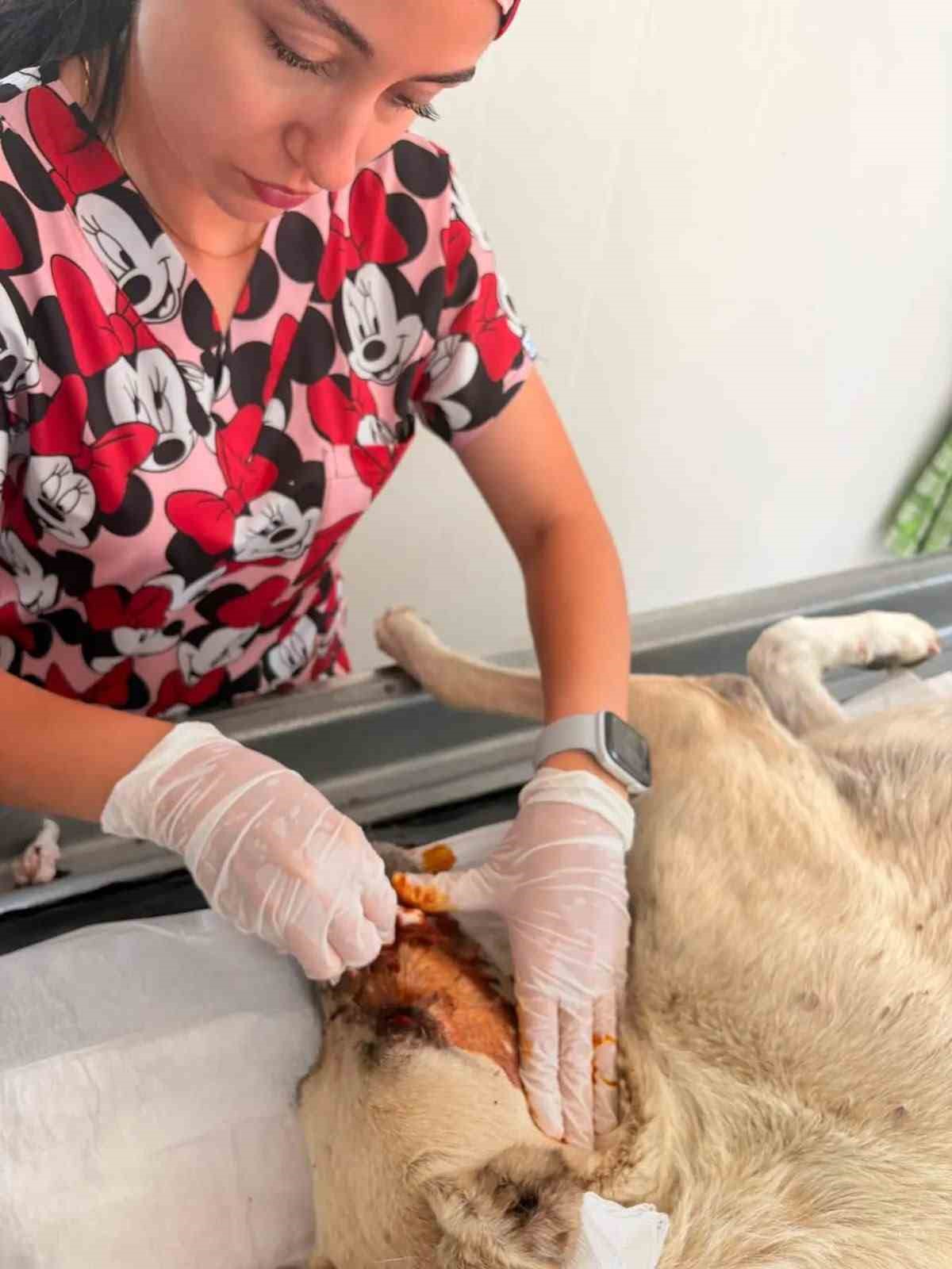 Gözüne bağ çubuğu saplanan köpek yeniden hayata tutundu