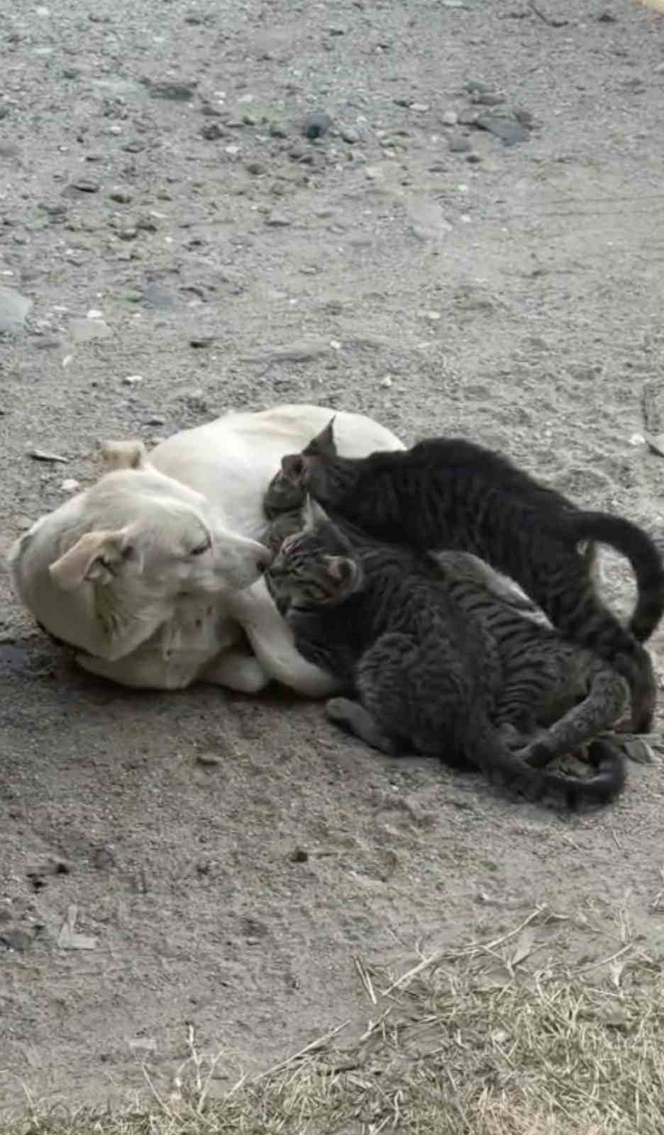 Köpek yavru kedilere annelik yapıyor