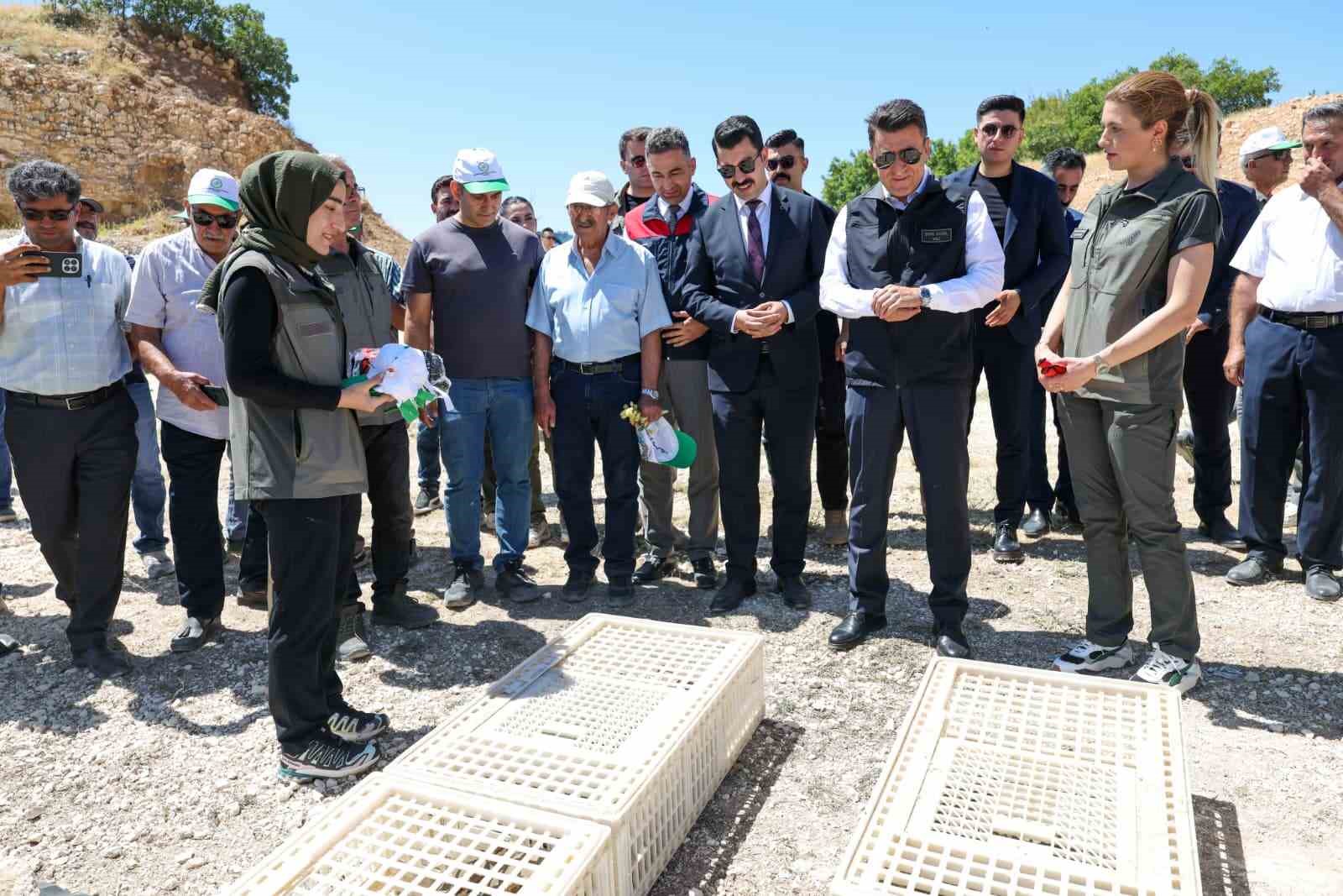 Kenelere karşı m&uuml;cadele s&uuml;r&uuml;yor: Tunceli&rsquo;de 500 kınalı keklik doğaya salındı