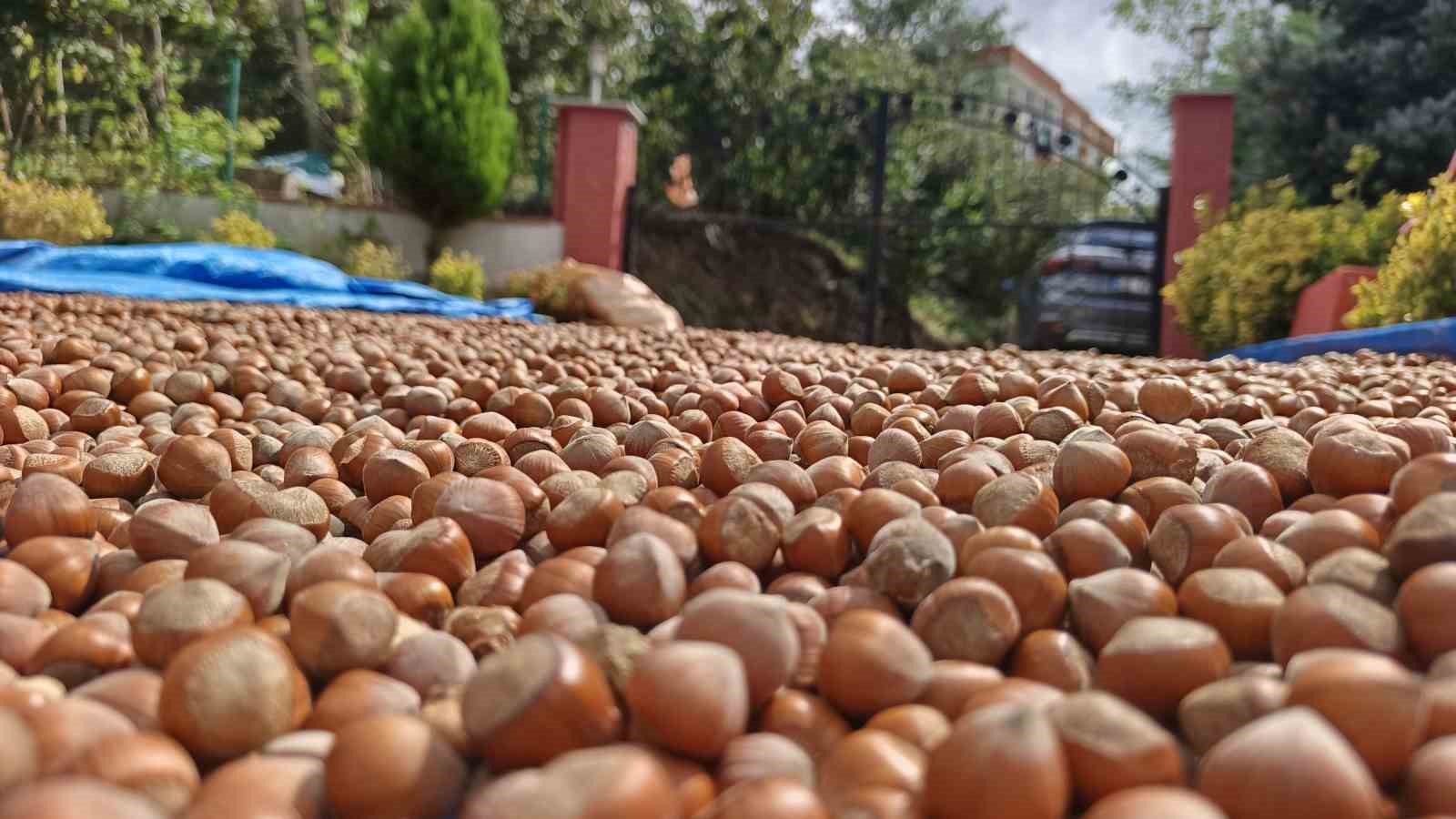 Ordu&rsquo;nun y&uuml;ksek kesimlerde fındıkta kurutma mesaisi s&uuml;r&uuml;yor
