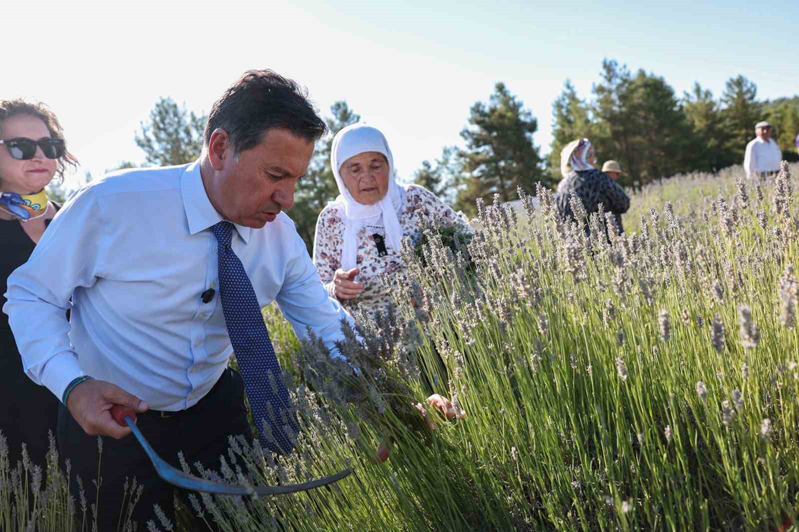 Koku Vadisinde Lavanta hasadı