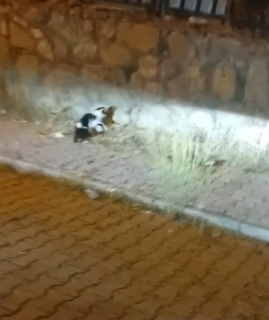 Elazığ’da kedi ile yılanın mücadelesi kamerada