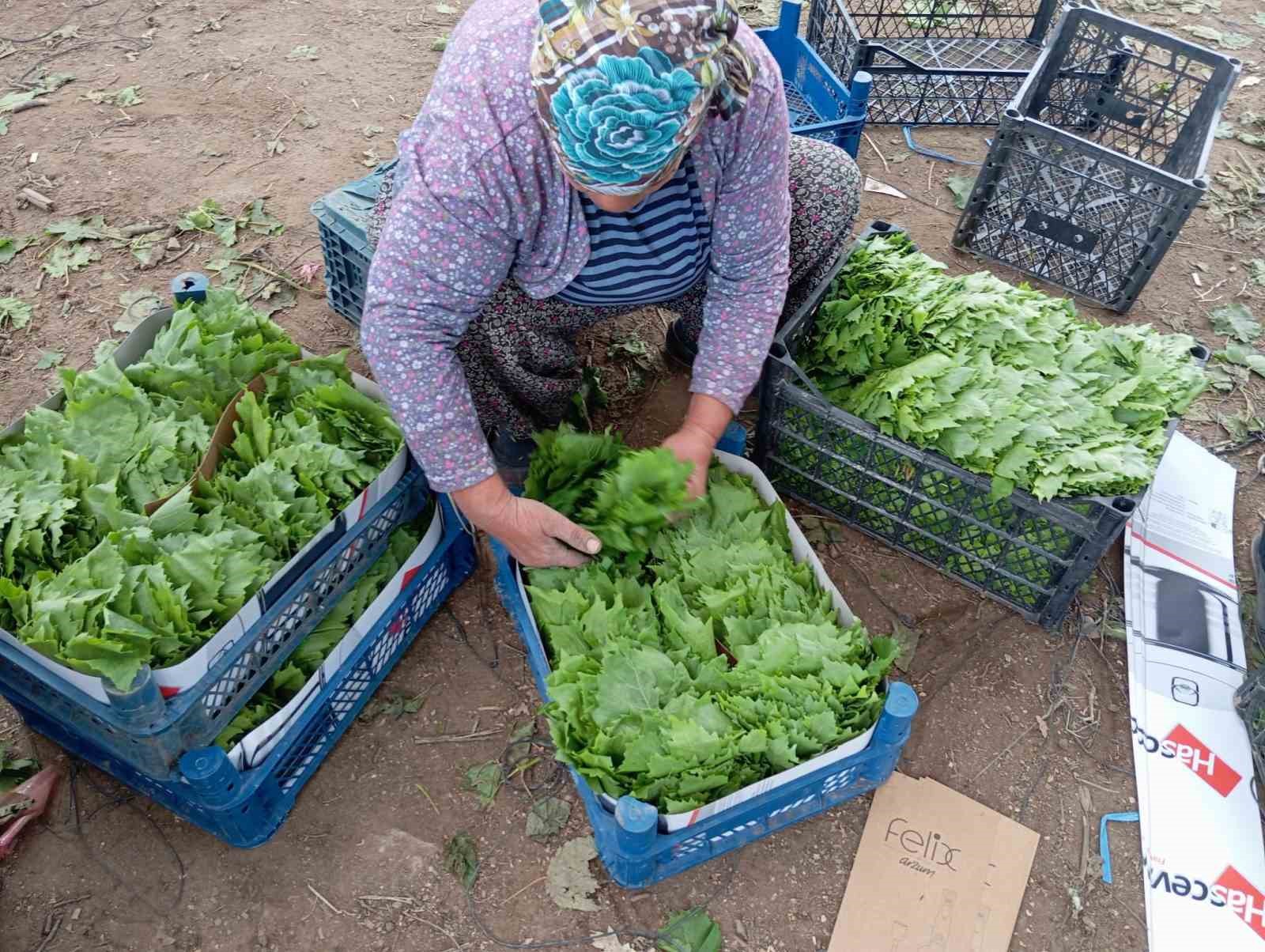Yeşil altın bağcıya erken kazanç sağlıyor