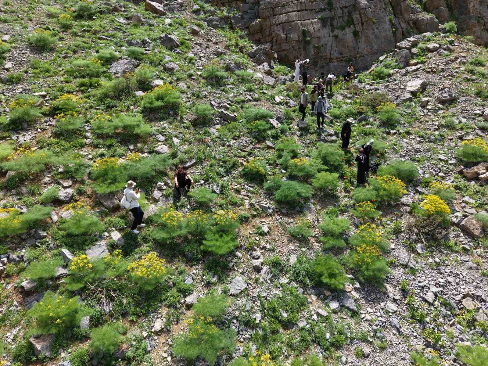 Şırnak&rsquo;ın saklı cennetinde ters laleler mest etti