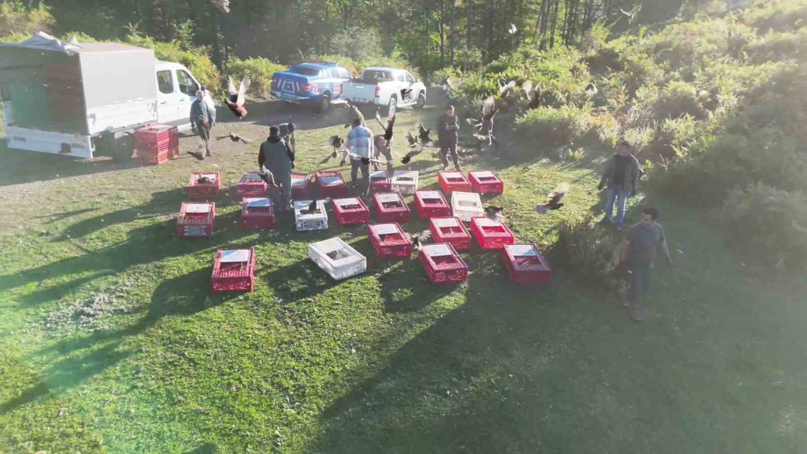 Zonguldak’ta yaban hayatını desteklemek için sülünler doğaya salındı