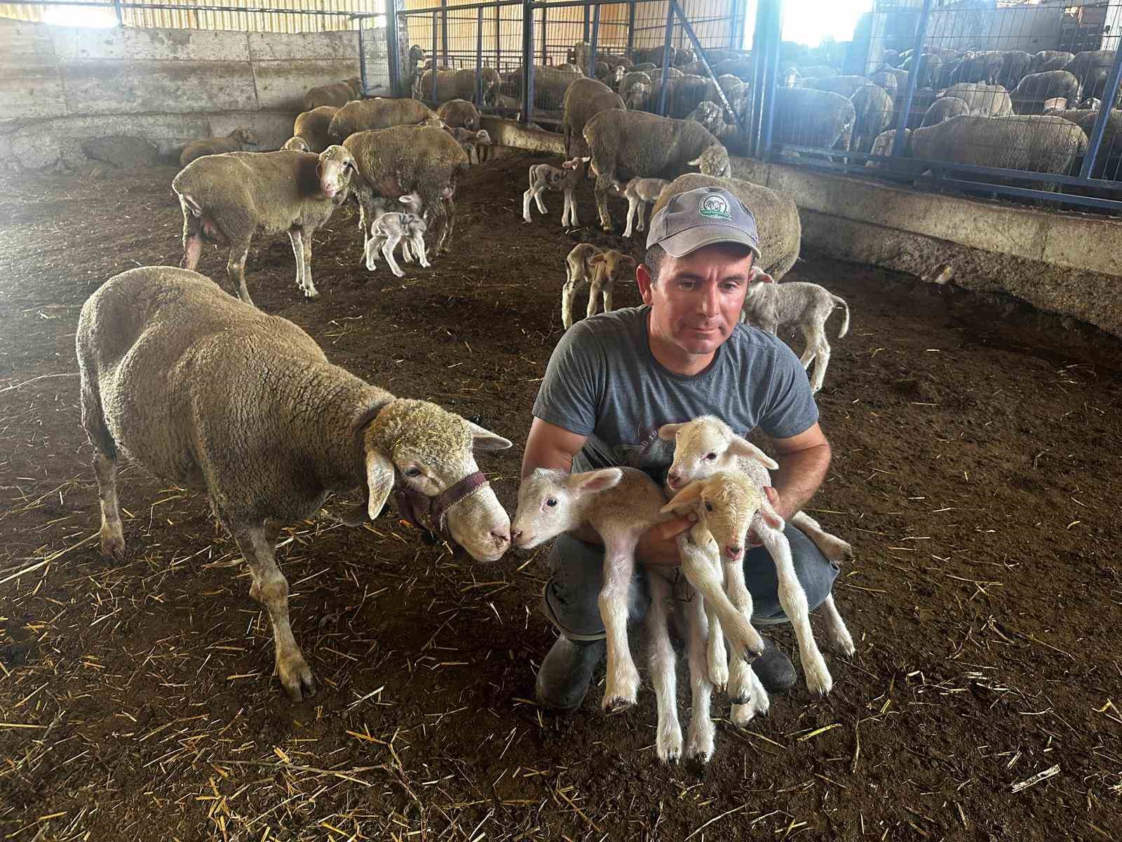 Milyonluk yerli koçun erkek üçüz yavrusu oldu