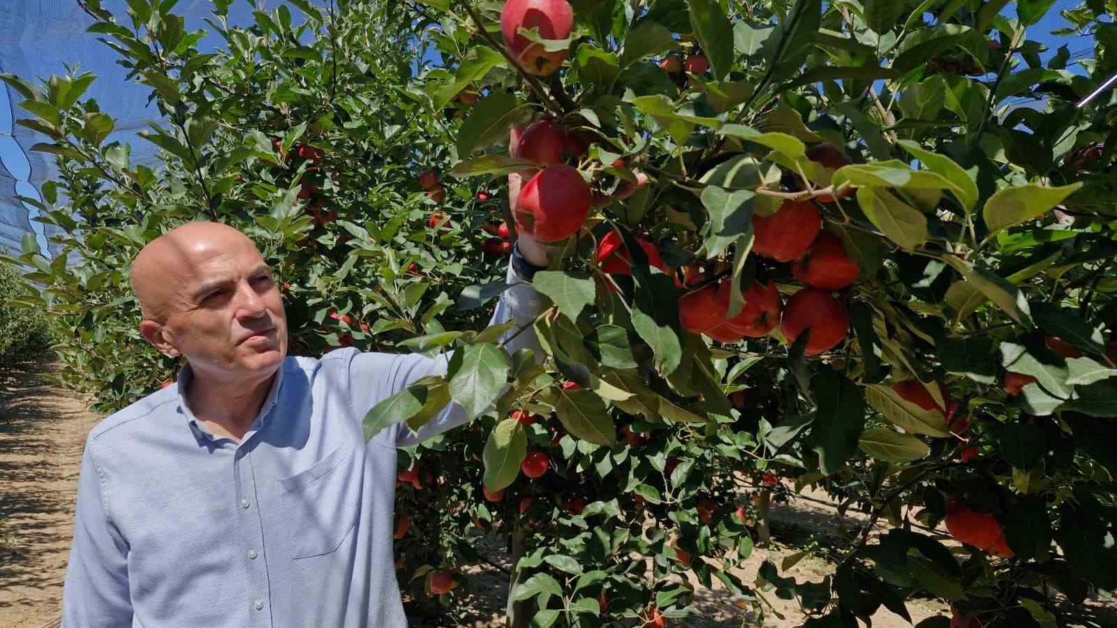 Karaman&rsquo;da erkenci elma hasadı başladı: Rekolte y&uuml;ksek