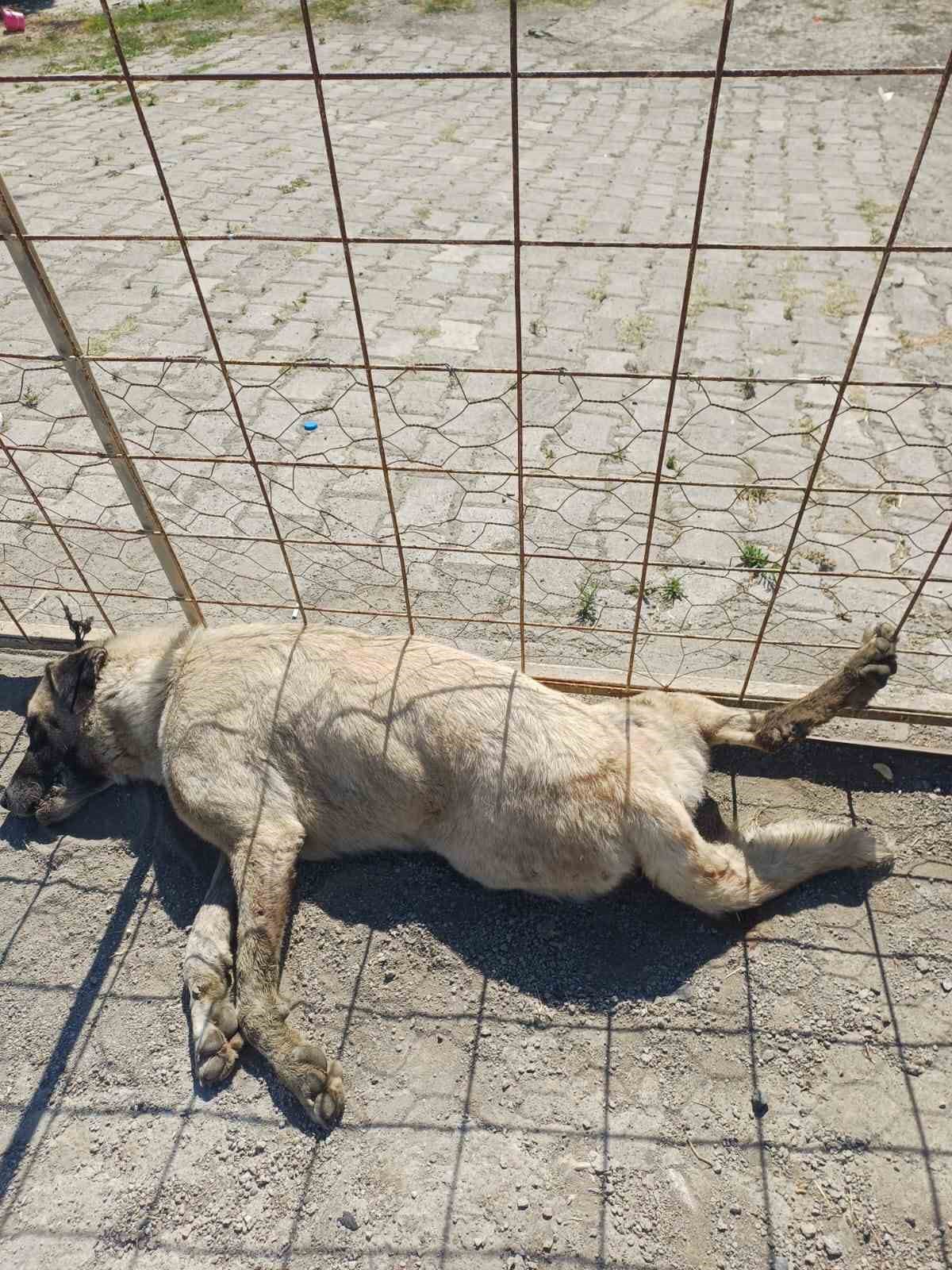 Kamyoneti sollayan otomobil başıboş sokak köpeğine çarptı: O anlar kamerada