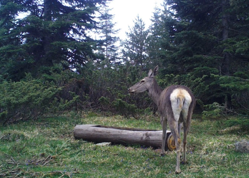 Ilgaz Dağı’nda kızıl geyik, su içerken görüntülendi