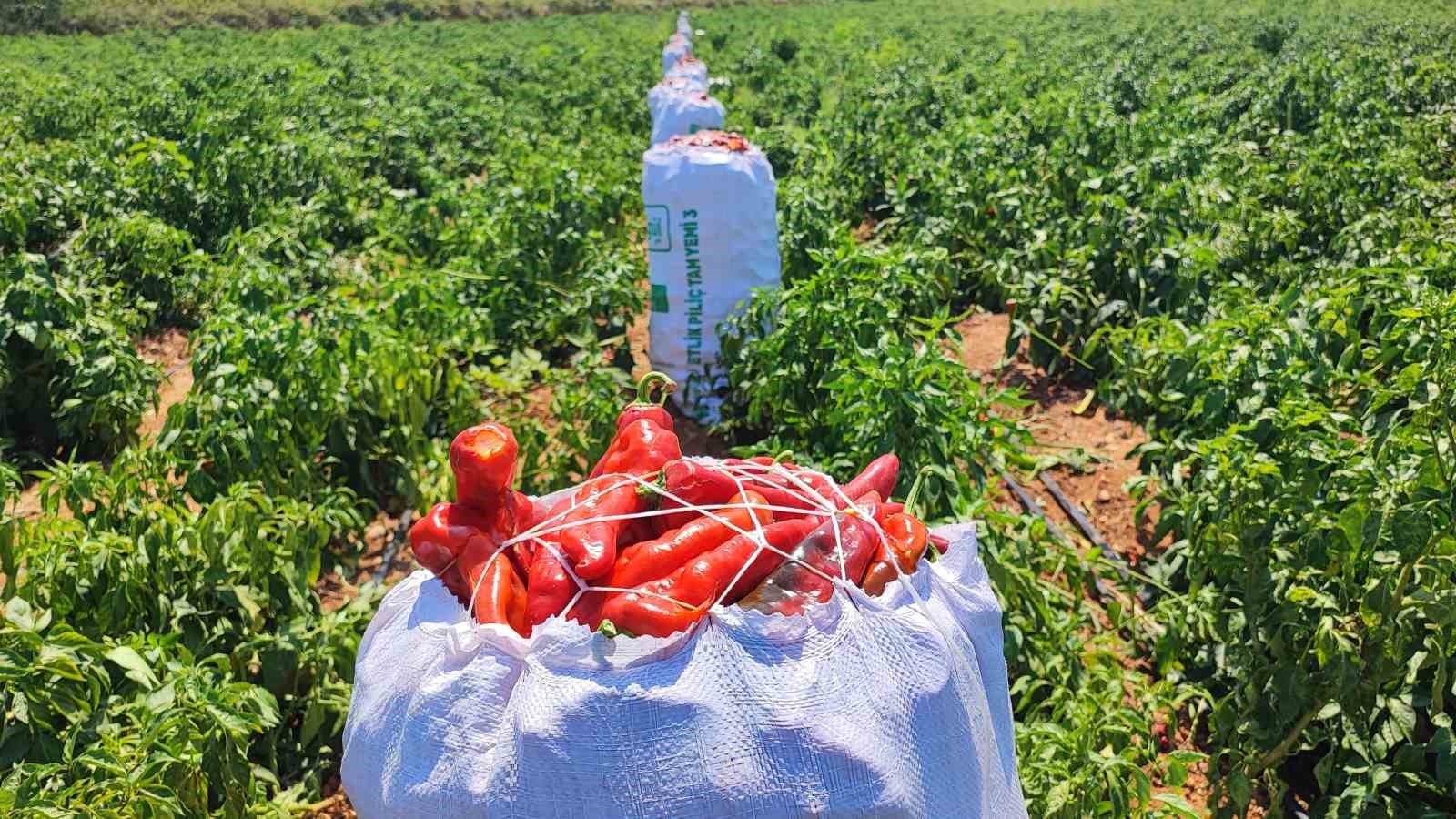 Salçalık biberi önce hırsızlar hasat etti