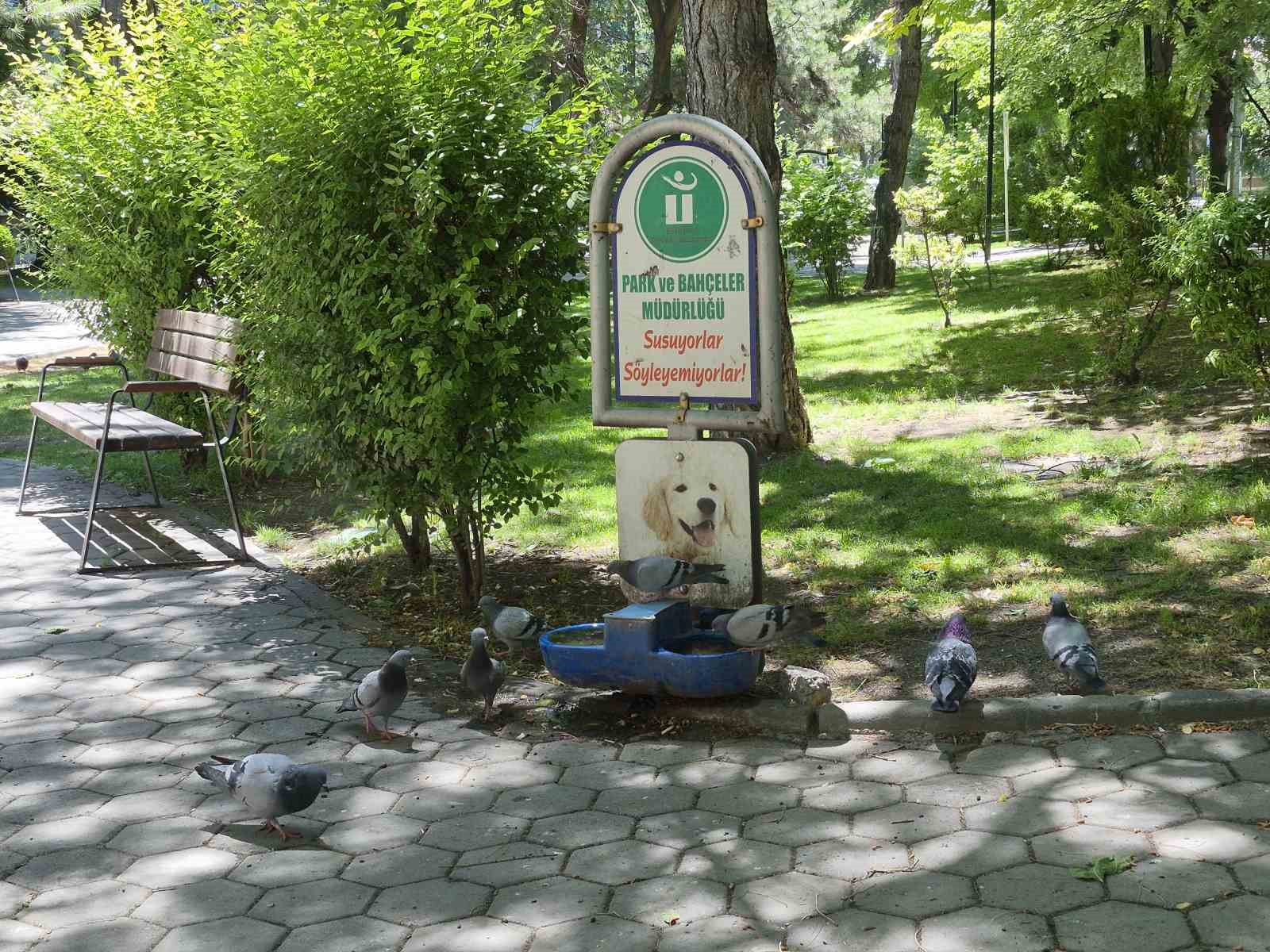 Susayan onlarca güvercin, köpekler için konulan suyu içti