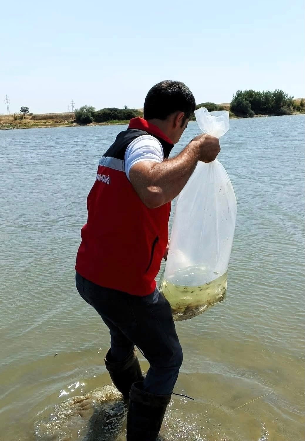 Tekirdağ’da göletlere 150 bin balık bırakıldı