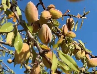 Tarla boş kalmasın diye diktiği badem ağaçlarından ilk kez verim aldı