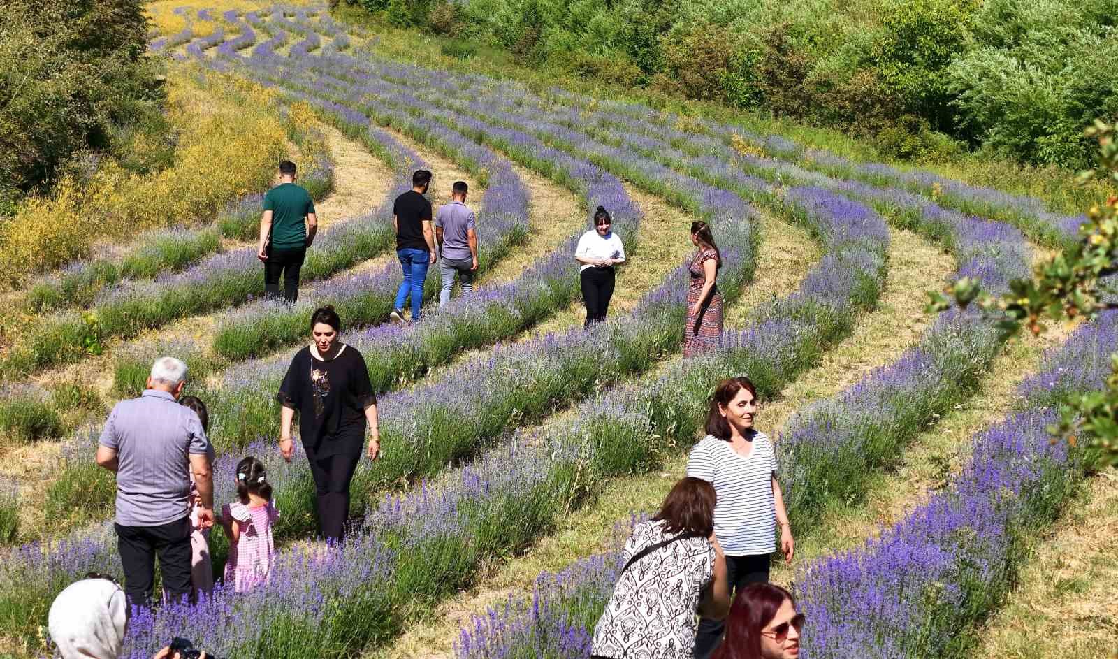 Erzincan&rsquo;daki lavanta bah&ccedil;esi ziyaret&ccedil;ilerin ilgi odağı oldu