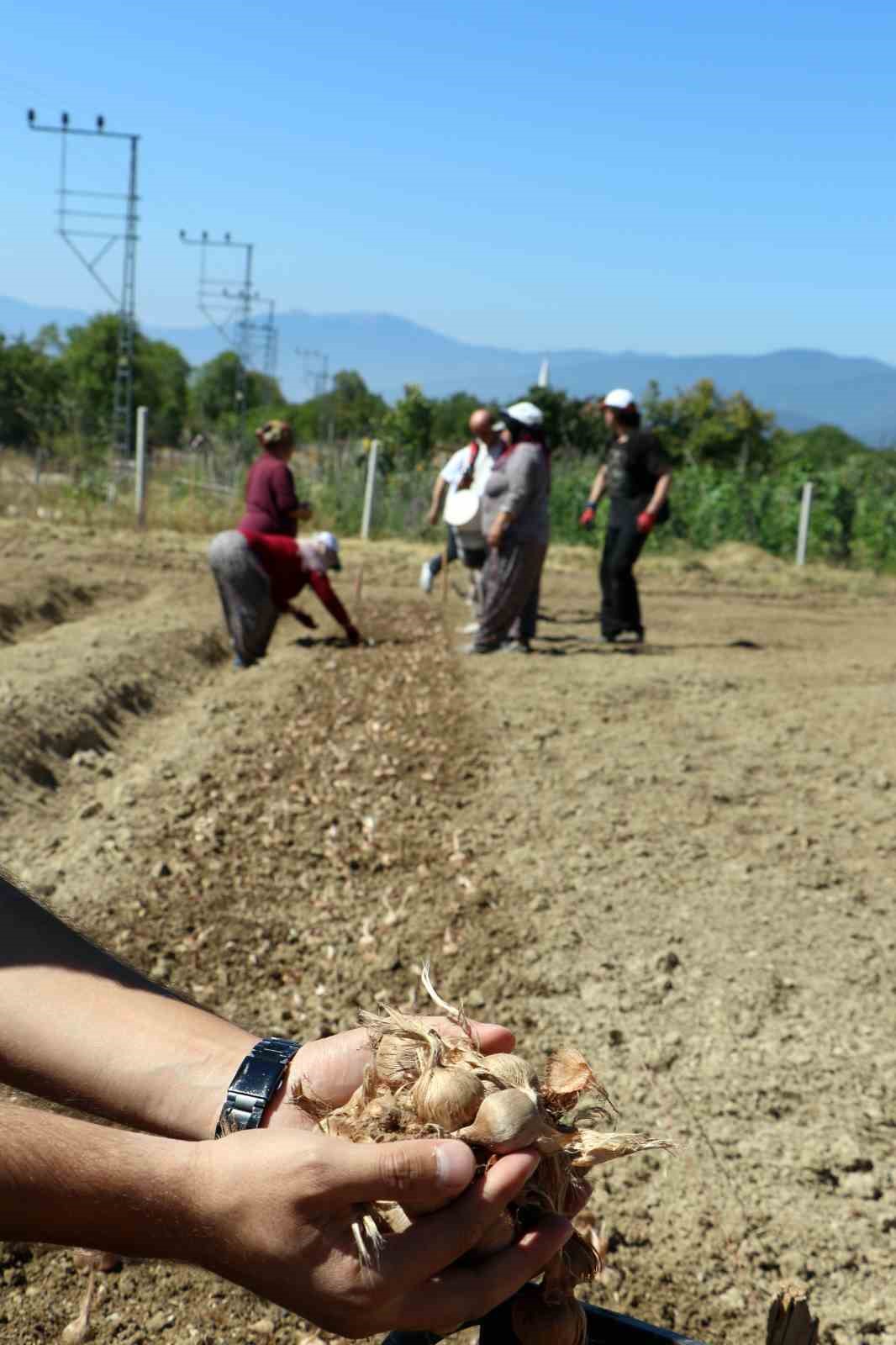 Kilosu 600 bin lira: Safranın yeni sezon dikimi başladı