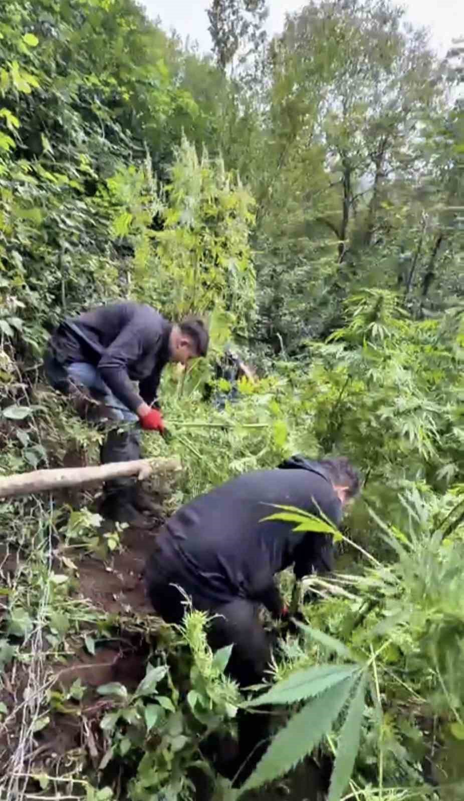 Jandarma tarlada ekili 756 k&ouml;k kenevir ele ge&ccedil;irdi
