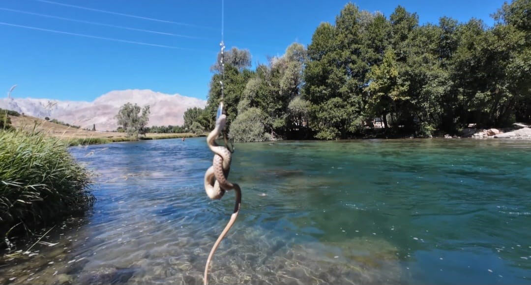 Munzur Nehri’nde oltaya balık yerine su yılanı takıldı